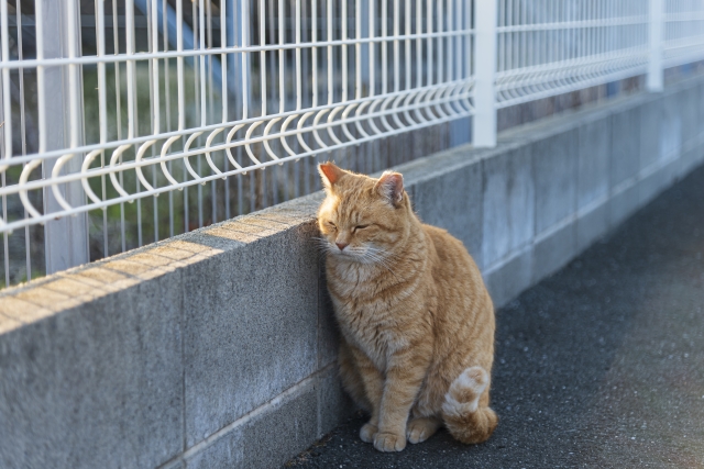 日本文化大学と猫との関係性