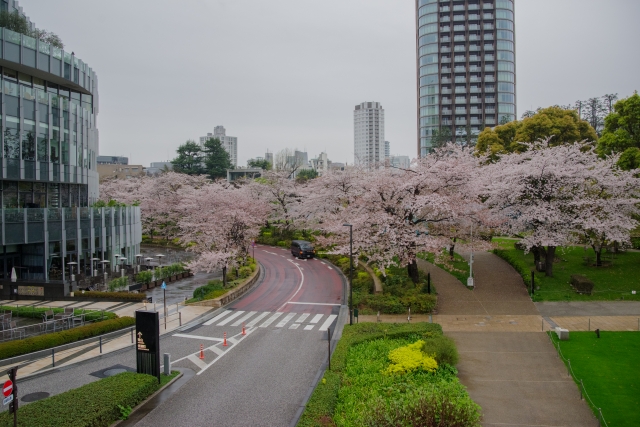 日本文化大学の近くで桜を楽しめる場所を紹介